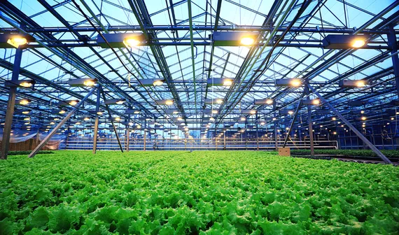 Kestria institute | Controlled environment agriculture: the future grows here