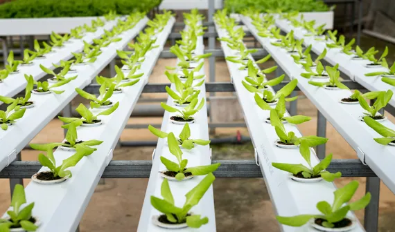 Kestria institute | Leading agriculture innovation and market transformation with biologicals